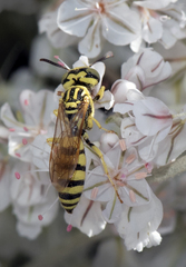 Philanthus multimaculatus