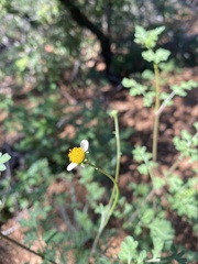 Bidens bigelovii