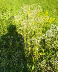 Gypsophila altissima
