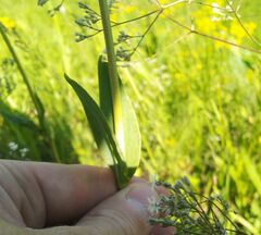 Gypsophila altissima