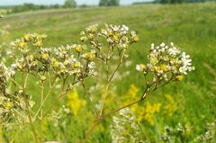 Gypsophila altissima
