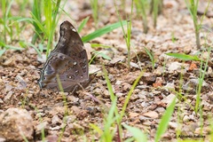 Historis acheronta