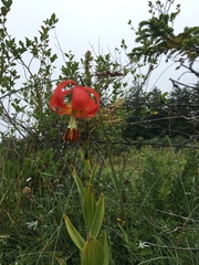 Lilium occidentale