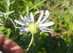 Galatella angustissima