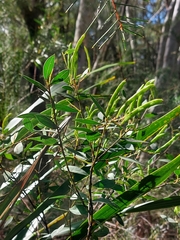 Acacia myrtifolia