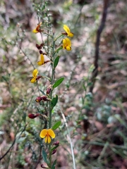 Bossiaea stephensonii