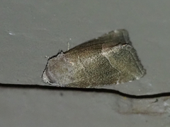 Plagiomimicus spumosum