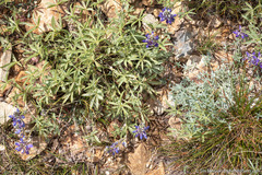Lupinus lepidus confertus