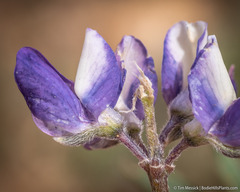 Lupinus lepidus confertus