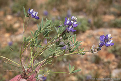 Lupinus lepidus confertus