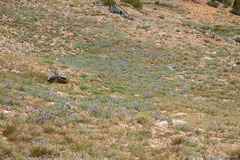 Lupinus lepidus confertus