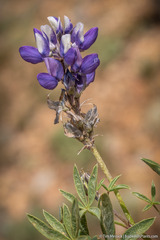 Lupinus lepidus confertus