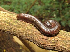 Orthoporoides