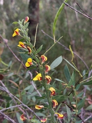 Bossiaea stephensonii