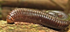 Orthoporoides