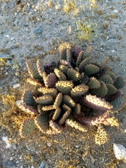 Opuntia basilaris brachyclada