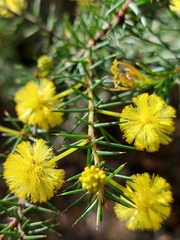 Acacia echinula