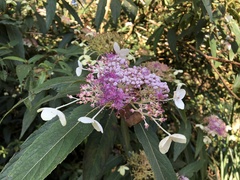 Hydrangea longifolia