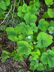 Rubus lasiococcus