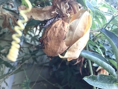 Leptoglossus zonatus