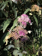 Hydrangea longifolia