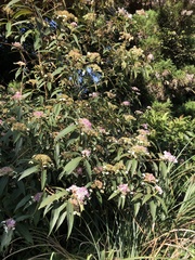 Hydrangea longifolia