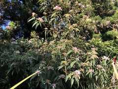 Hydrangea longifolia