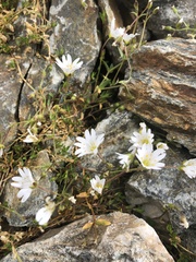 Dichodon cerastoides