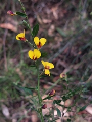 Bossiaea stephensonii