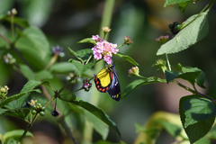 Delias eumolpe