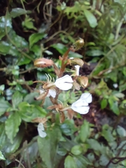 Odontochilus tashiroi