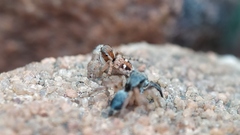 Stenaelurillus sarojinae