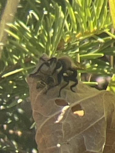 iNaturalist observation photo of Bee-mimic Robber Flies
