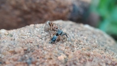 Stenaelurillus sarojinae