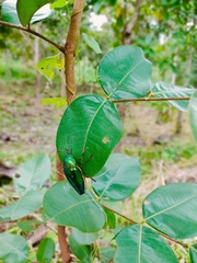 Sternocera aequisignata