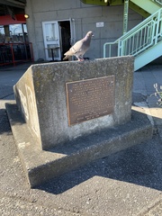 Columba livia domestica