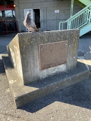 Columba livia domestica