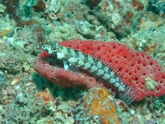 Parapercis tetracantha