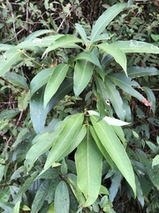 Machilus zuihoensis mushaensis