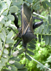 Pachylis neocalifornicus