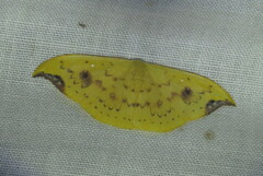 Tridrepana lunulata