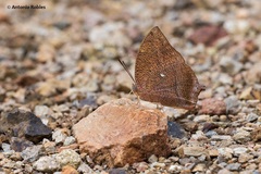 Fountainea rayoensis