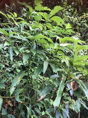 Machilus zuihoensis mushaensis