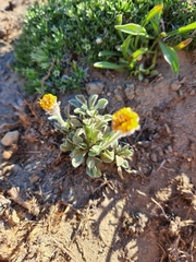 Erigeron aureus