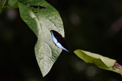 Tanaecia iapis
