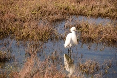 Egretta thula