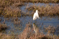 Egretta thula
