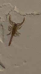 Serradigitus gertschi