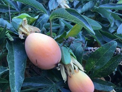 Leptoglossus zonatus