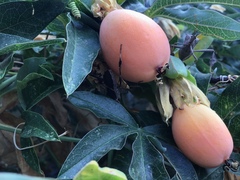 Leptoglossus zonatus